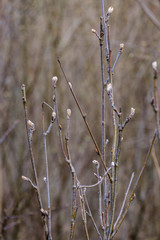 naked tree branches in early spring with no leaves on grey day