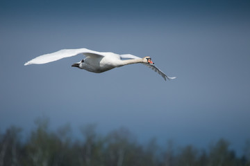 Höckerschwan im Flug