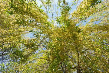 Fototapeta na wymiar Hanging willow branches in the spring