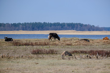 wild cows in naked pasture in spring