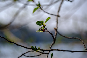 spring tree branches with small fresh leaves over water body background with reflections
