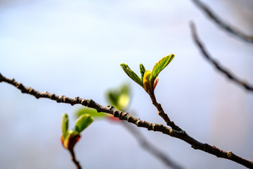 spring tree branches with small fresh leaves over water body background with reflections