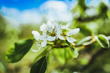 Apple flowers in the spring