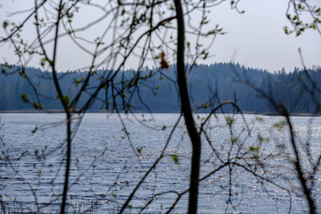 spring tree branches with small fresh leaves over water body background with reflections