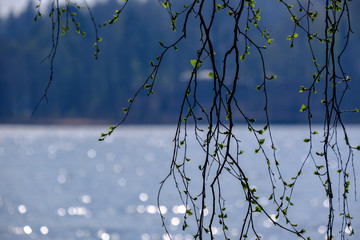 spring tree branches with small fresh leaves over water body background with reflections