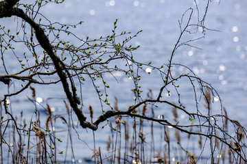 spring tree branches with small fresh leaves over water body background with reflections