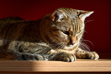 A lazy kitty with green eyes