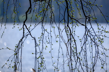 spring tree branches with small fresh leaves over water body background with reflections