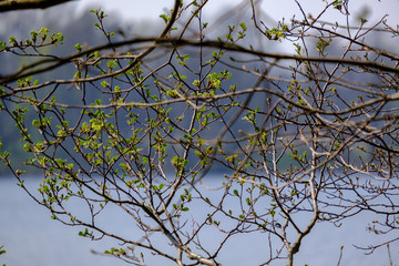 spring tree branches with small fresh leaves over water body background with reflections