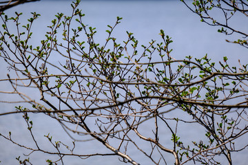 spring tree branches with small fresh leaves over water body background with reflections