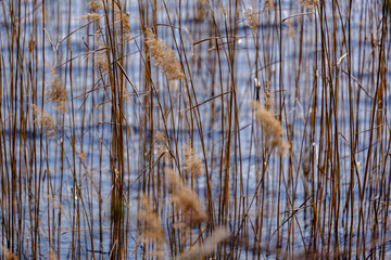 spring tree branches with small fresh leaves over water body background with reflections