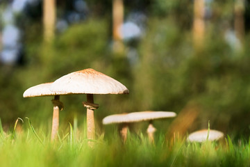 fungus on grass , lepiota  the parasol mushroom ,  macrolepiota procera