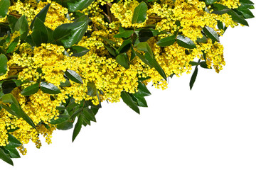  Green branches of mahonia with yellow flowers isolated on a white background