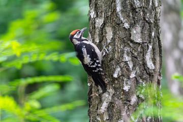 Great woodpecker is sitting on a tree bole. Birds