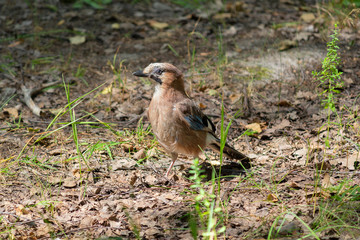 Jay on the ground in the forest. Birds