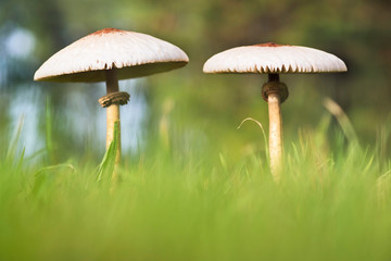 fungus on grass , lepiota  the parasol mushroom ,  macrolepiota procera