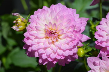 Obraz premium Close up of beautiful large dahlia flower in full bloom in a garden in a sunny summer day