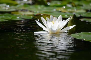 One white waterlily or lotus, Nelumbo nucifera, in full bloom on water in a sunny summer day, flower reflection on water