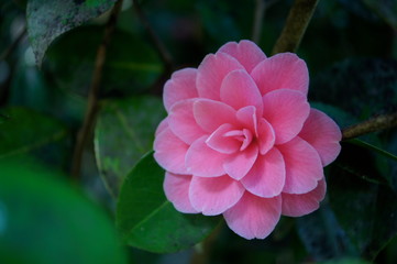  Kamelie (Camellia japonica)
