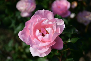 Obraz premium Close up of a delicate red rose in a garden in a sunny summer day