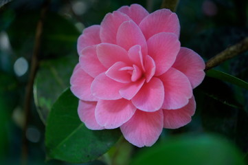  Kamelie (Camellia japonica)
