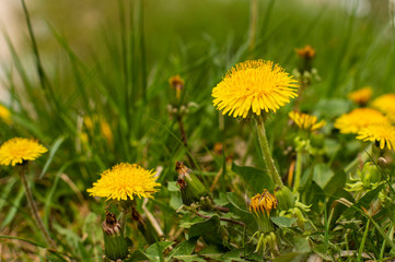 Bright dandelion on the background of juicy grass