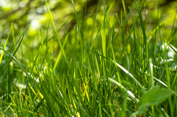 Young grass with the rays of the spring sun