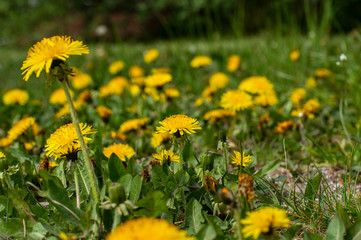 Glade with a field of dandelions in sunny weather.