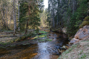 rock covered river bed in forest with low water level