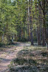 beautiful gravel road in countryside