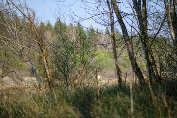 Fototapeta na wymiar fresh green forest trees in spring