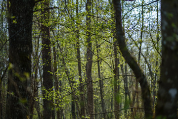 fresh green forest trees in spring