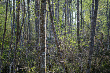 Obraz premium fresh green forest trees in spring
