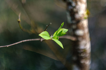 young fresh green birch tree leaves in spring