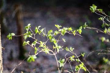 young fresh green birch tree leaves in spring