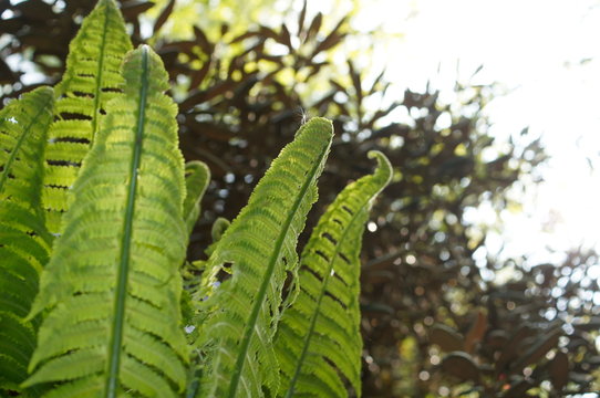 Farn, Psilotopsida,Natternzungengew&auml;chse (Ophioglossaceae) (inkl. Botrychiaceae, Helminthostachyaceae)