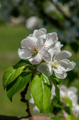Spring flowers on the apple tree branch
