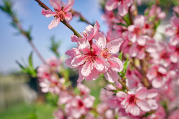 Fototapeta na wymiar Blossoming peach tree branches, the background blurred