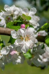 Spring flowers on the apple tree branch