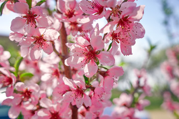 Blossoming peach tree branches, the background blurred
