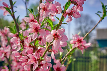 background with peach flowers in spring in Sunny weather