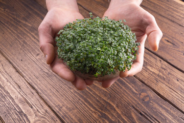 Naklejka na ściany i meble Fresh microgreen sprouts in male hands on rustic wooden background. Ecology, biology, microgreens concept.