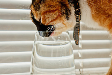 tricolor cat drinks water from a transparent glass cup on a background of white rolls. a pet in a...