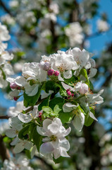 Spring flowers on the apple tree branch