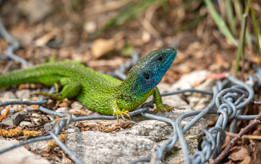 European lizard with blue head and green body