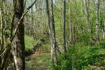 rock covered river bed in forest with low water level