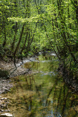 rock covered river bed in forest with low water level