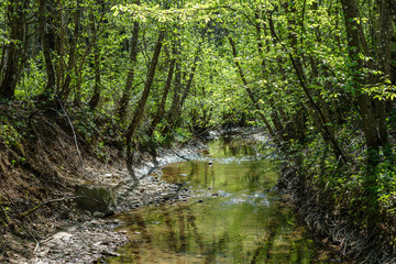 rock covered river bed in forest with low water level