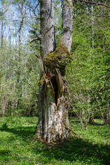 Obraz premium large oak tree in spring green forest