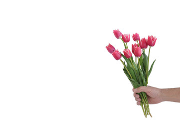 Bouquet of red tulips in the hand of a man on a white background with a place for an inscription
